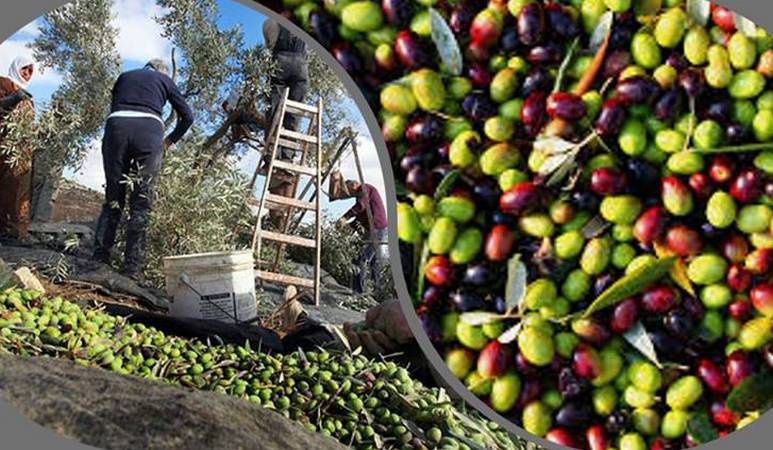 صابة الزيت الزيتون1 (1)