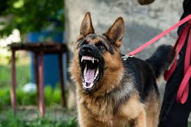 téléchargement (1)