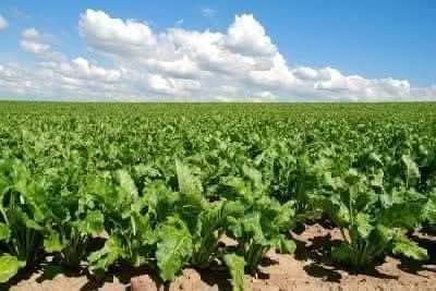 FB_IMG_1766059329645