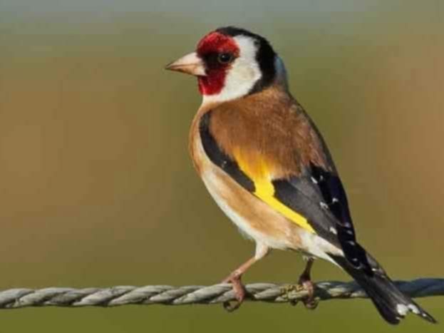 Messenger_creation_DBC8A023-0BE8-450E-A696-18409DF2747A