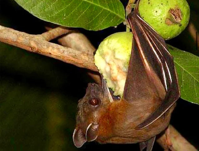 1769476059850_vi-rus-nipah-1769473275890576525679