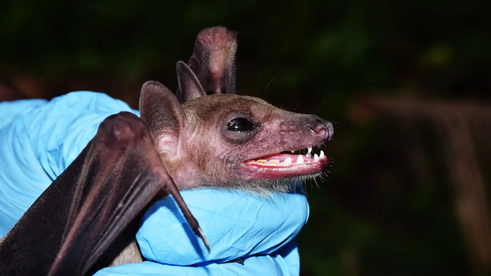 c1a92fc6-41f3-4c35-8a99-3a20dc24a948