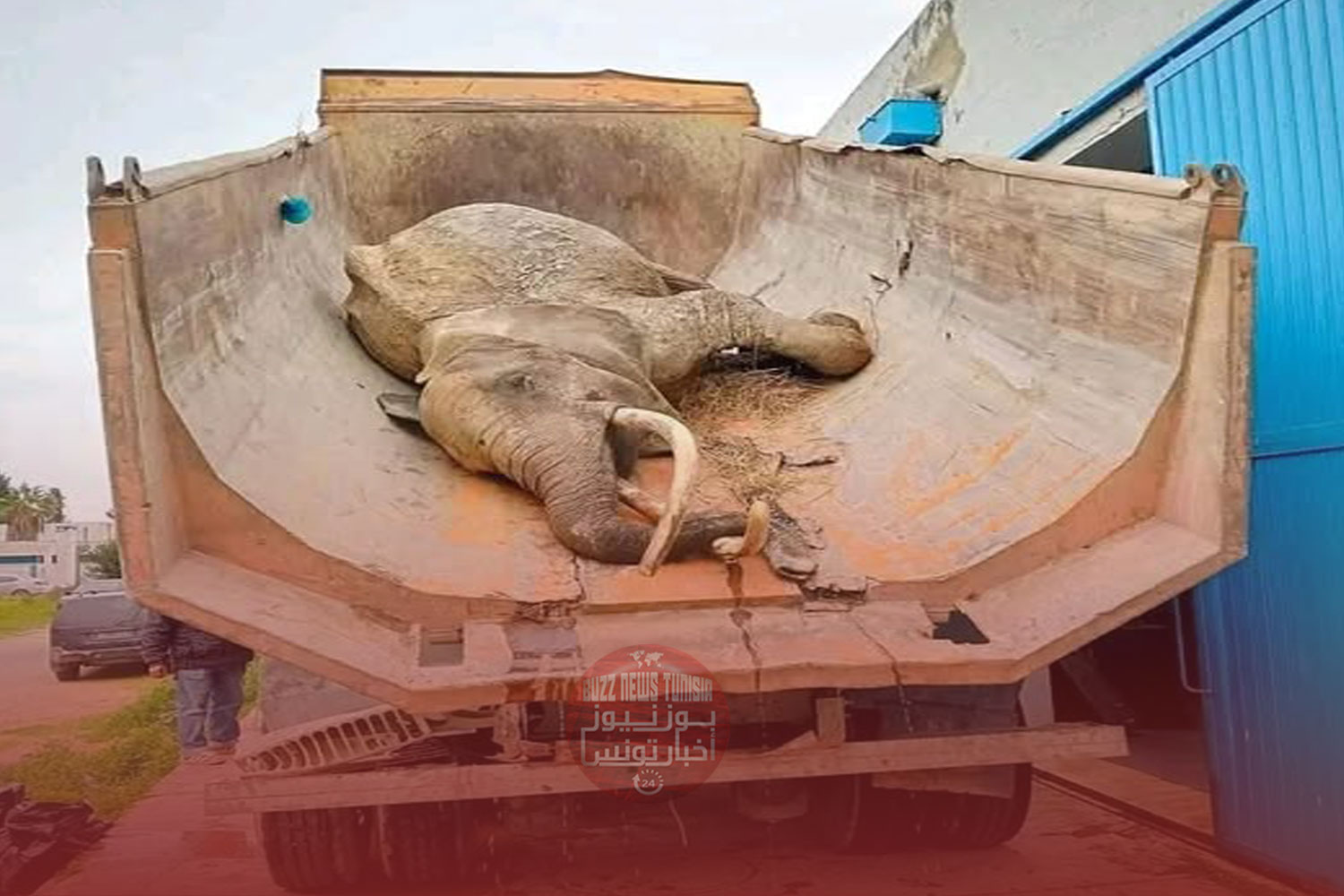 elephant-belvedere-deces-tunisie