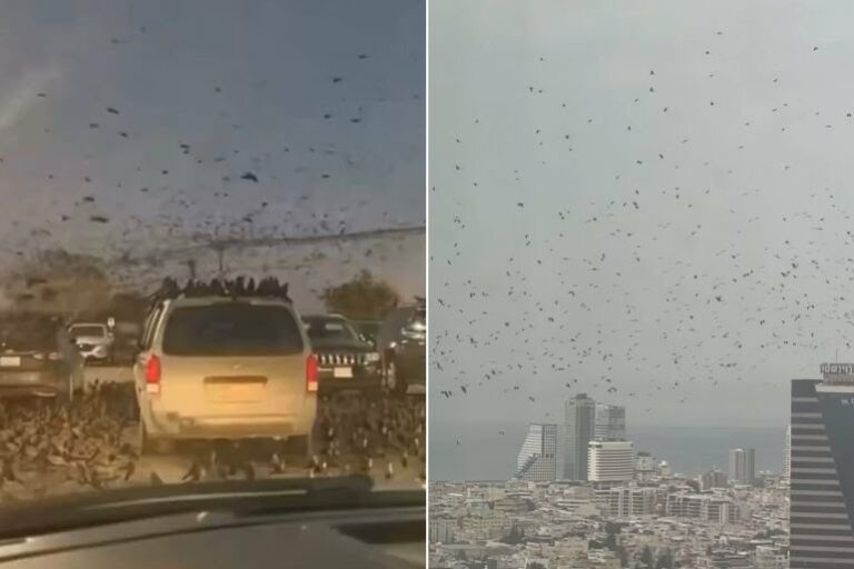 يسييسييشسي-2-1774446218 (1)